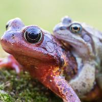 Common Frogs Mating 2 